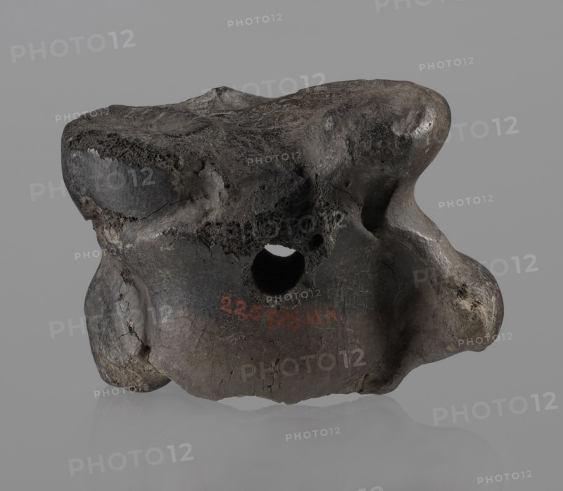 Cow astragal, Myrmekion Crimea, Crimea Ukraine, Hellenistic period, antiquity, bone condylo-talus bone. Regular hole drilled in the center. 332–30 BC. Found at Myrmekion. Natural material; height 4.2 cm., A single irregularly shaped object with a rough, weathered surface rests against a plain background; the object has a porous texture in places and smoother rounded bulges in others, with a hole through its central area and visible cracks and pits. The visible colors include dark gray, charcoal, black, with lighter gray highlights and hints of brown tones. The background is a uniform light gray, and the object casts a soft reflection and subtle shadow on the surface beneath it.