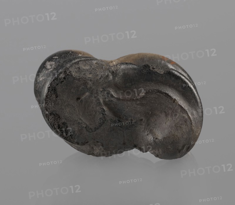 Cow astragal condylo-talus bone, with a regular hole drilled in the center., Myrmekion Crimea, Hellenistic period, 332–30 BC. Material: bone natural product. Height: 4.2 cm., A dark irregularly shaped object with a rough, pitted surface sits against a smooth light gray background, showing shades of black, dark gray, brown, and small areas of lighter gray and muted orange; the object has rounded, bulbous contours with smoother glossy areas and rougher matte patches, textured ridges, depressions, and subtle reflections on the surface, and a faint mirrored reflection of the object appears on the surface below.