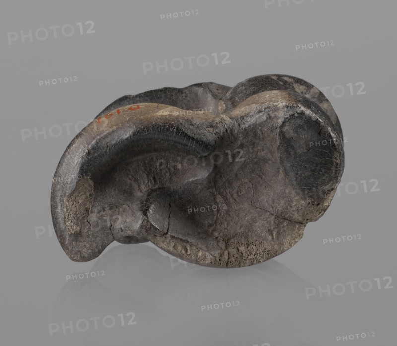 Cow astragal condylo-talus bone from a cow, with a regular hole drilled in the center. Materials: bone. Origin: Myrmekion Crimea. Date: 332–30 BC, Hellenistic period. Function/classification: astragal. Height: 4.2 cm., Natural product., A dark, irregularly shaped object with a rough, cracked surface sits against a uniform gray background, showing shades of black, dark gray, brown, and hints of beige, with a small area of muted red on one raised edge; the object has smooth, concave hollows and rounded protrusions, textured areas with visible cracks and pitting, and a subtle reflection beneath it on the surface it rests upon.