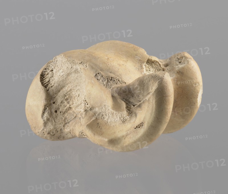 Astragalus of a cow, Myrmekion Crimea, Hellenistic period 323–30 BC, astragalus condylo-talus bone of a cow, bones, antiquity, product of nature, height 4.6 cm, A light beige, irregularly shaped object with a porous, textured surface rests against a smooth medium-gray background; the object shows smoother rounded edges and concave depressions, areas of rough pitting and small cavities, and subtle variations of beige and off-white tones across its surface, with a faint reflection of the object visible on the gray surface beneath it.