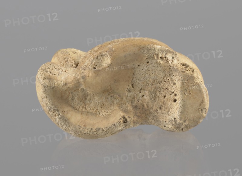 Cow astragal, Myrmekion Crimea, Crimea Ukraine, Hellenistic period, bones, cow astragal condylo-talus bone, 332–30 BC, Myrmekion site of finding, product of nature, height 3.4 cm, A single irregularly shaped object with a rough, porous surface sits against a smooth neutral background. The object displays a range of beige and light tan tones with some darker brownish patches and speckling. Its surface has pitted textures, small holes, and worn, rounded edges, with smoother depressed areas and more rugged, craggy regions. The background is a uniform gray, and a faint, soft reflection of the object appears on the surface beneath it.