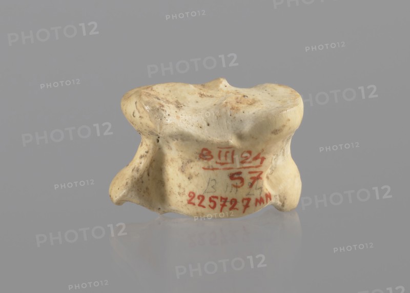 Goat astragal, Myrmekion Crimea, astragal condylo-talus bone, bones, antiquity, goat astragal, 332–30 BC; Hellenistic period, Myrmekion place of finding, product of nature, length 2.1 cm, An off-white object with a smooth, irregular shape sits centered against a solid gray background, showing a slightly glossy surface with scattered brownish spots and smudges; the object has rounded edges, shallow depressions on its top, and a few protruding lobes on the sides, and there is a reflection of the object on the pale reflective surface below.