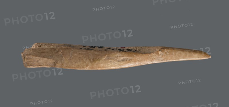 Awl, Tools; awl made from a cut triangular, flat fragment of animal bone. The elongated, sharpened end is polished from use piercing fabrics or leather. c. 2600–c. 2350 BC, Early Jazira III / Early Dynastic III period. Tell Abu Hafur northeastern Syria, Al-Jazira / Northern Mesopotamia Khabur basin. Height 7.4 cm; width 2.5 cm; diameter of pointed working end 0.4–0.7 cm., A long tapered object with a rough textured surface in shades of tan, beige, and light brown resting against a flat gray background, showing an irregular thicker end with jagged edges and a narrower pointed end, with areas of smoother worn sheen and a few darker brown and black marks on the upper surface.