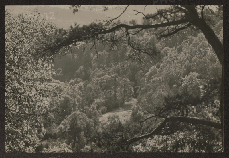 Vilnius, vicinity of Pushkarnia; photographer Jan Bulhak 1876–1950; Pushkarnia and Nowa Wilejka Lithuania; landscapes, rivers; ca. 1934; photography nature photography; 10.8 × 16.0 cm., A landscape view framed by overhanging tree branches, showing a forested valley with a clearing and a group of trees in the center; visible foliage appears in shades of gray, black, and white, with darker tree trunks and branches crossing the foreground and lighter leaves catching highlights.