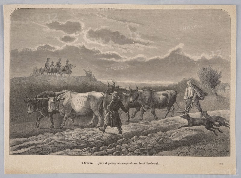 Ploughing; Brodowski, Józef 1828–1900 painter, Przykorski, Konstanty fl. 1862–1882 woodcutter; 1879; painting reproduced as a woodcut/graphic press illustration; subject: ploughing with yoked oxen, field work, dogs; Polish painting/graphics; signed or attributed to Brodowski., A monochrome scene shows a rural landscape under a cloudy sky with layered clouds. In the foreground a group of several oxen are yoked and being led along a rough, stony path by two people wearing simple, long outer garments and hats, one walking in front and one behind holding a plow or yoke. Two dogs run alongside them. In the distance on a low ridge a small group of riders on horseback can be seen in silhouette, and to the right there are a few trees and a suggestion of small buildings. The overall tones are shades of gray, black, and off-white.