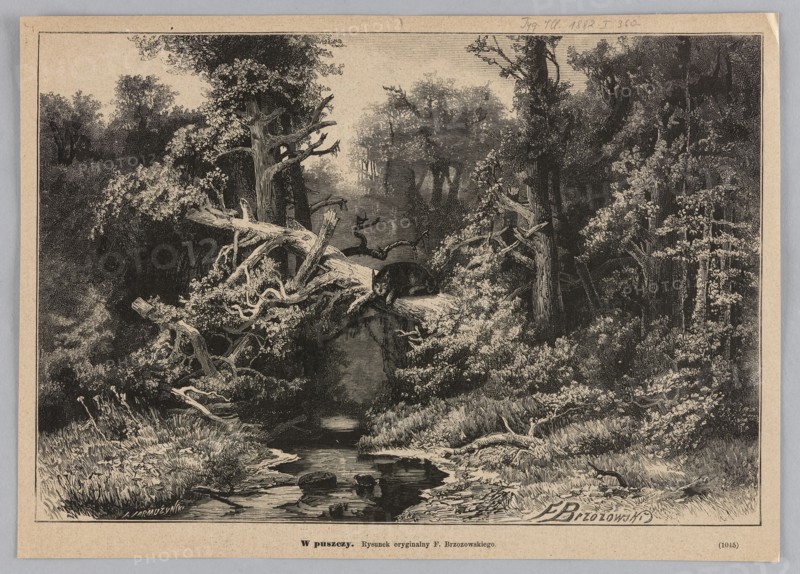 In the wilderness; 1882. Woodcut illustration after a painting by Feliks Brzozowski 1836–1892, woodcut artist J. Jarmuzynski fl. ca. 1875–1892. Subject: animals in a forest interior/landscape. Graphics; press illustration; Polish painting; Warsaw., A monochrome woodland scene rendered like an engraving shows a dense forest with a stream in the foreground and a fallen tree forming a natural bridge across it. A dark animal is perched on the fallen trunk, visible against lighter bark. The composition includes a variety of trees with textured trunks and leafy canopies, some standing and some with exposed branches and roots. Grassy and shrubby undergrowth lines the stream banks, and a few rocks lie in the shallow water, which reflects light. The overall palette is black, white, and shades of gray, creating high-contrast details and shadowed areas throughout the scene.
