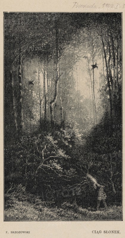 Reproduction of an engraving: Feliks Brzozowski 1836–1892, A String of Sunflowers; 1903 — illustration, forest interiors, birds, forests, painting, Polish painting, press illustration, reproduction of a work of art., A tall, narrow black-and-white scene of a dense forest with a group of slender tree trunks rising from a shadowed undergrowth into a lighter canopy, a few branches and foliage visible against a pale background; darker textures form the forest floor with tangled shrubs and grasses, and near the lower right a small figure stands holding an elongated bright object that emits a beam of light into the trees, creating contrast between illuminated and shadowed areas; overall colors visible are black, white, and shades of gray.