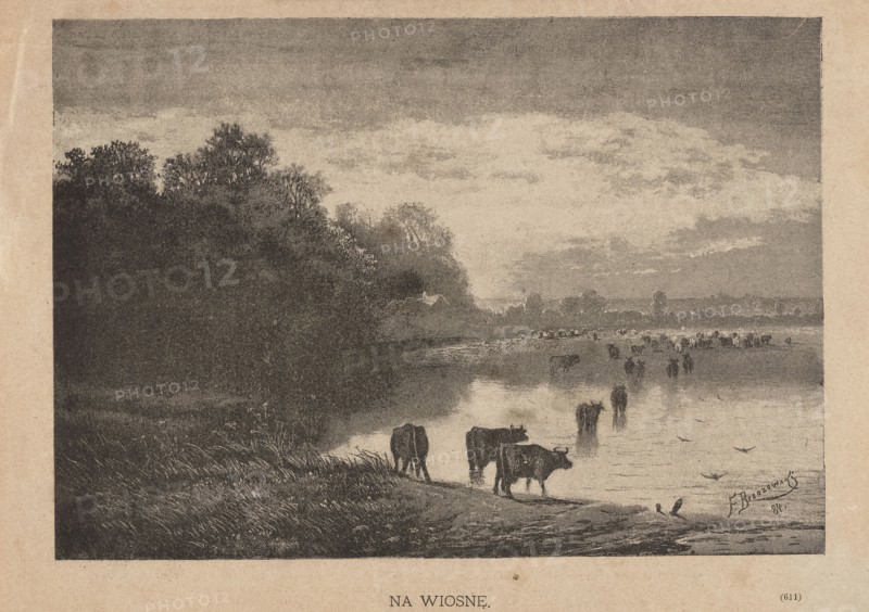 In spring; 1885, illustration by Feliks Brzozowski 1836–1892. Reproduction of a painting: graphic press illustration depicting cattle, waterside pastures and rural landscapes; Polish painting; graphics; press illustration., The image shows a landscape with a group of cows standing at the edge of a calm body of water, some partially reflected in the surface. A shoreline with grasses and a dirt path runs along the foreground, and a dense stand of trees rises on the left side, extending toward the center. In the midground there are more cattle scattered near and in the water, and low buildings or structures are faintly visible near the tree line. The sky above is cloudy with layered cloud formations. Visible colors include shades of black, gray, white, brown, and muted beige.