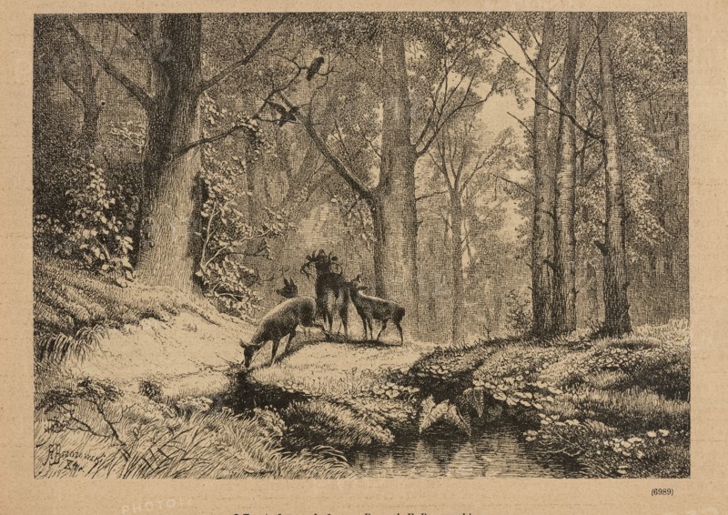 On the lek; title page illustration, 1885. Woodcut by Feliks Brzozowski 1836–1892. Illustration of animals in a forest interior; animalistic scene; graphic/press illustration; Polish painting/graphics; reproduction. Created in Warsaw., A monochrome illustration shows a wooded scene with a group of deer standing near a small stream, one deer bending down to drink while others look around; tall trees with textured trunks and branches fill the background and frame the clearing, with foliage and undergrowth around their bases and along the stream bank; a bird perches on a branch above, and the ground is covered with grasses and low plants; the overall colors visible are shades of brown, black, and tan.