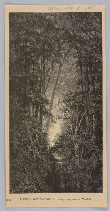 Reproduction of a drawing by Feliks Brzozowski 1836–1892, Forest Landscape; illustration showing forest interiors and a waterfall; painting; Polish; 1886; press illustration; reproduction of a work of art., A tall vertical scene of a densely wooded forest with a narrow sunlit clearing or path running up the center, framed by dark tree trunks and branches on both sides; the foliage appears textured and layered with a mix of light and dark tones, showing leaves, thin branches, and understory vegetation. The image palette is monochrome with shades of black, gray, and beige. The forest canopy at the top is dense and shadowed while the central clearing is lighter, creating contrast; several slender trunks and branching twigs are visible throughout, and a few areas of denser shrubbery and leafy growth occupy the lower portion. The scene is bordered by a light-colored margin around the image.