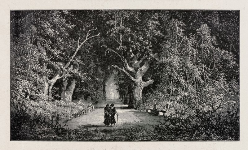 Under the old linden trees; from Biesiada Literacka 1901, no. 26 28 June, p. 528. Illustrator: Feliks Brzozowski 1836–1892. Reproduction after Antoni Malczewski 1793–1826. Illustrations for literary works; park alleys; painting; Polish painting; graphics; press illustration; 1901., A dark scene shows a tree-lined path receding into a lighted opening, with large trees on both sides whose trunks and branches create a canopy; the foliage and undergrowth are dense and textured. On the path, a pair of figures walk close together, one using a walking stick, their clothing appearing dark. There are low railings or benches along the path edges and a mixture of leafy shrubs and grasses in the foreground. The image is rendered in shades of black, gray, and off-white.
