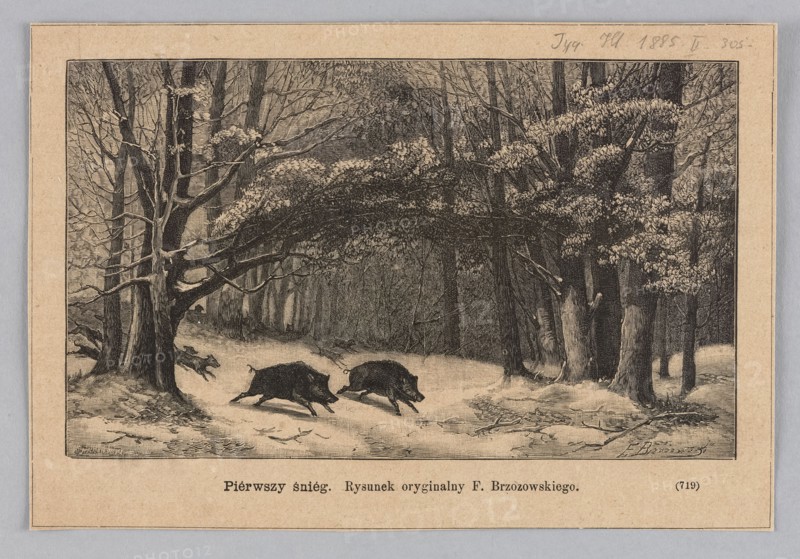 First snow; woodcut illustration after Feliks Brzozowski by Julia Krajewska, 1885. Depicts wild boars, hunting dogs and hunters in a forest winter interior; graphic art/press illustration; Polish painting/reproduction; Warsaw., A detailed black and white illustration of a snowy forest scene shows a group of large trees with bare and leafy branches, their trunks and limbs dark against a lighter ground. In the foreground, a snowy path winds through the trees, and a pair of wild boar appear running along it with another animal further behind. A few broken branches and scattered leaves lie on the snow, and the background fades into a dense stand of trees and undergrowth. The visible colors are shades of black, white, and beige from the paper.