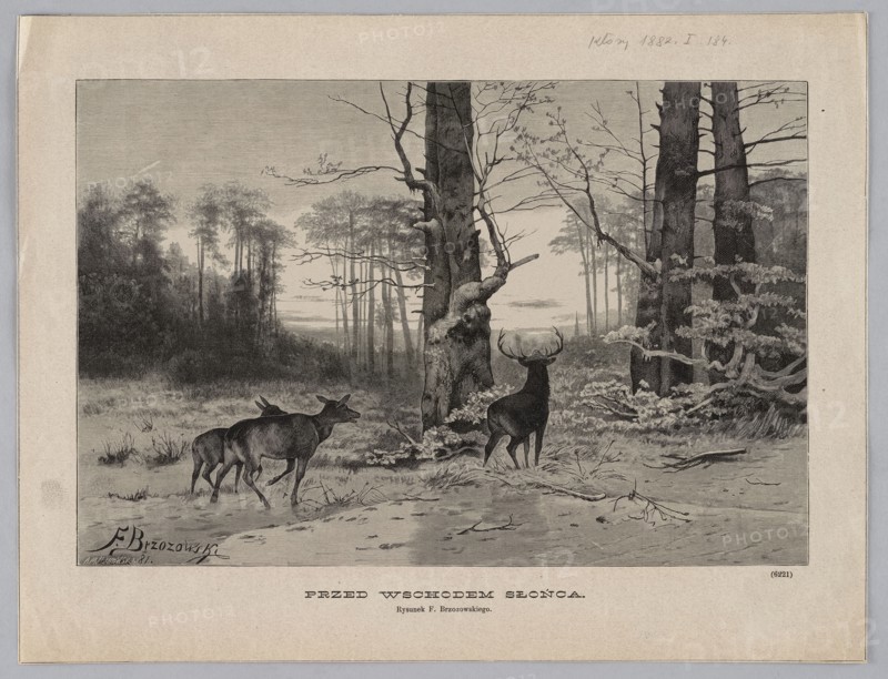 Before sunrise; Brzozowski, Feliks 1836–1892 draughtsman/author; Malinowski, Aleksander 1855–1917 woodcut artist/author; woodcut; 1882; illustrations of animals—deer in forest landscapes; graphics; press illustration; painting; Polish painting., A grayscale illustration of a forest clearing with a few tall trees in the foreground and a group of trees in the background, showing a misty or hazy atmosphere; a stag with antlers stands near a tree facing toward the trees, while a few does are nearby walking; the ground is uneven with scattered branches and low vegetation, and the tree trunks show textured bark and some bare branches; overall tones include shades of black, gray, and white.