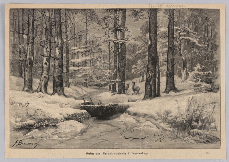 Inside the forest; 1881. Woodcut/graphic illustration by Józefa Kleczenska after Feliks Brzozowski 1836–1892. Depicts a winter forest scene with deer and snow; Polish painting/graphics; press illustration., A monochrome scene rendered in shades of black, gray, and off-white shows a snow-covered forest with tall bare trees rising from the ground, their trunks textured with bark patterns and some with knots and scars. In the middle distance a small group of deer stand among the trees, facing toward the viewer. Snow rests on low branches and blankets the uneven ground, which slopes down to a dark stream partially filled by a rounded snow-covered bank. Grasses and reeds poke through the snow along the stream edge, and a dense stand of trees fills the background, creating layered vertical lines and a sense of depth. The overall image is contained within a light border.