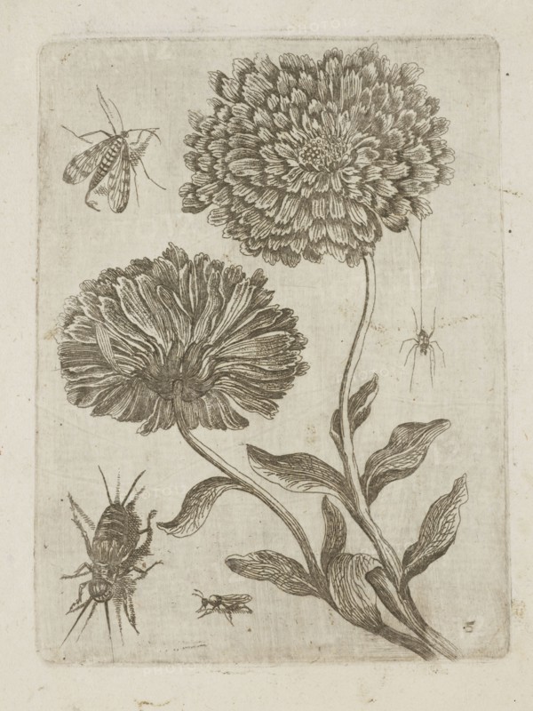 Floral arrangement; Tobias Frankenberger 1627–1664, young, engraver; German; flowers; Alsace France; insects; Strasbourg France; pattern books; decoration patterns; mosquitoes; botany; spiders zool.; French graphics; 1662; album; height 14.6 cm; width 10.8 cm, The image shows a detailed line drawing of two large, round, densely petaled flowers on curved stems with several elongated leaves, accompanied by a few insects including a flying insect near the top left, a small crawling insect near the bottom center, a larger insect with visible legs and antennae near the lower left, and a hanging insect toward the right; the drawing is rendered in shades of brown and beige on an aged, off-white background.