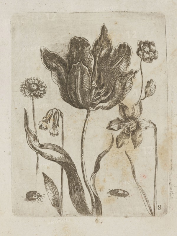Floral arrangement, Tobias Frankenberger 1627–1664, young, engraver; German; Strasbourg; flowers, insects ladybugs, beetles, tulips; pattern books/decoration patterns; botany; French graphics; 1662; album; height 14.2 cm, width 10.8 cm, A botanical illustration shows a group of flowers and leaves rendered in dark ink on a light beige background with aged spotting; a large central flower with broad, textured petals dominates the composition, surrounded by several smaller blossoms with varied petal shapes and stems, and a few elongated leaves with visible veins. The drawing includes a couple of small insect-like shapes near the lower edge. The visible colors are dark brown or black ink and the pale beige or off-white of the paper.