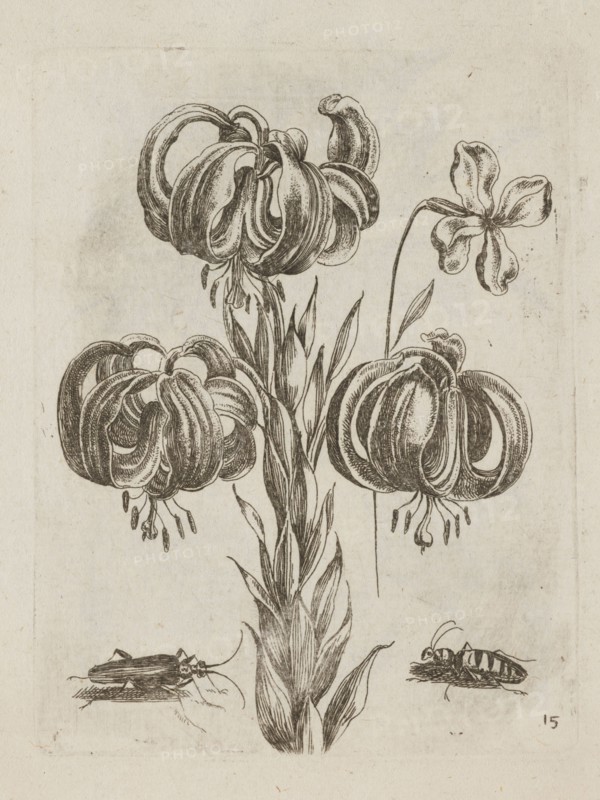Floral arrangement, Tobias Frankenberger 1627–1664, engraver; German; flowers; Alsace Strasbourg, France; insects; pattern books; lilies; beetles; decoration patterns; botany; French graphics; 1662; album; height 14.1 cm; width 10.8 cm, A detailed black-and-white ink drawing of a tall plant with a central stem and long narrow leaves, topped by several large drooping blooms with curled, ribbon-like petals; one bloom appears on a separate thin stem with five open petals. Near the base of the plant are two small insect-like figures, one on the left and one on the right, each depicted with segmented bodies and legs. The image background is an off-white, slightly textured paper with subtle age spots in beige and light brown tones.