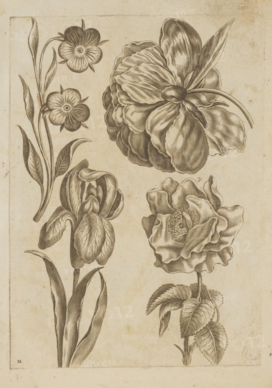 Floral composition; Frederik de Wit ca. 1630–1706 young; engraved by Jeremias Falck ca. 1609–1677; illustration for Falck, Florum Icones, 1662; botanic illustration of flowers including hibiscuses, roses, irises; pattern book/album of decoration patterns; Dutch and Polish cultural influences; French graphics; after 1662; album; height 20.5 cm, width 14.8 cm., The image shows a sheet with detailed botanical drawings of a few flowers and leaves rendered in sepia tones on a beige, slightly aged background; on the left is a vertical stem with elongated leaves and a cluster of small, round-petaled blossoms, and below it a taller stem with long, narrow leaves and a tightly furled, layered bud; on the right are a few larger, ruffled blooms with overlapping, textured petals and accompanying curved leaves and stems, all depicted with fine, linear shading and crosshatching that emphasize petal folds and leaf veins.