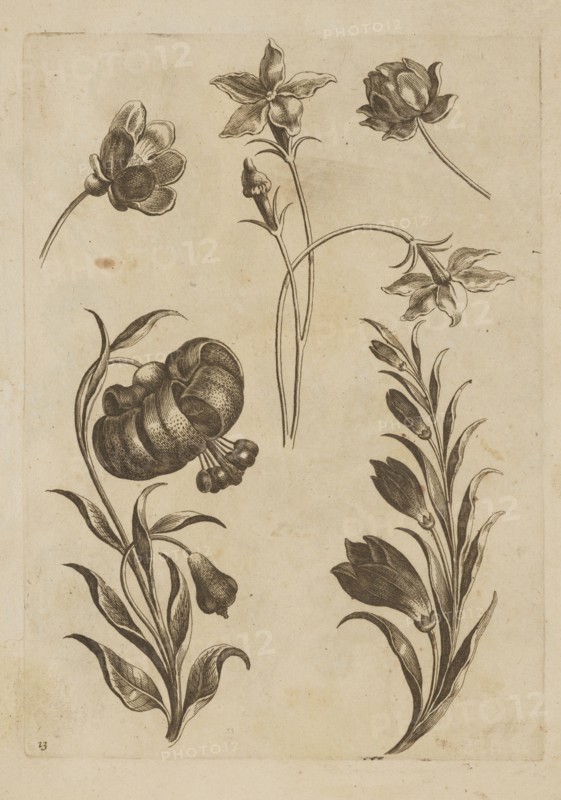 Floral composition; Jeremias Falck ca. 1609–1677, engraver; Frederik de Wit ca. 1630–1706, publisher; illustration from Florum Icones, 1662; floral subjects including lilies; pattern book/album of decoration patterns and botany; Dutch and Polish cultural influences; thematic: graphics/illustration; album; after 1662; Amsterdam; height 20.4 cm, width 14.6 cm, The image shows a sheet with several botanical ink drawings of flowers and stems arranged across the page, rendered in dark brown or black lines and shading on a light beige paper background; a few flowers are depicted with curved petals, some with rounded bulbous forms, and several elongated leaves and slender stems accompany them, creating vertical and arcing compositions; the paper shows slight age spots and faint border impressions around the edges.