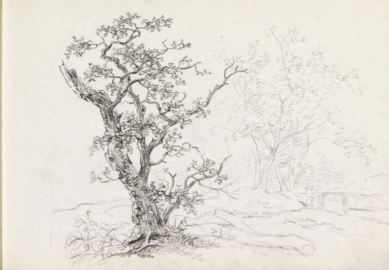 Landscape with trees, sketchbook page, In the background a bridge over water. Page 32 recto from a sketchbook with 75 pages., draftsman (artist): Andreas Schelfhout, c. 1811, draftsman (artist), inorganic material, paper, chalk, black chalk, height 233 mm x width 335 mm, trees, A pencil sketch of a gnarled tree with a textured trunk and twisting branches covered in small leaves, positioned in the foreground on uneven ground with exposed roots and low plants at its base; in the background lighter pencil outlines suggest additional slender trees and foliage, and the ground extends with subtle rocks and a small depression.