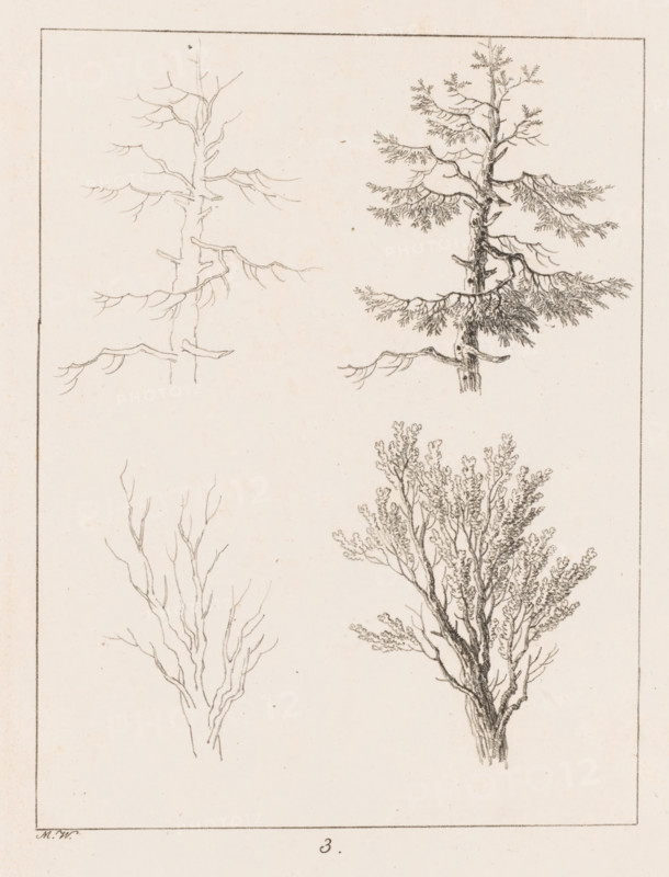 Silhouettes of treetops, Templates for Landscape Drawers, Examples for the Landscape Artist, print, Series number, 3, 20, printmaker: Max Josef Wagenbauer, 1823, paper, lithography, height 375 mm x width 290 mm, Part of a two-part series, the first part of which consists of a title print and twenty depictions of branches, leaves, trees, and landscapes., A vertical sheet showing four pencil tree sketches arranged in two columns with two sketches each, each tree rendered in thin, delicate lines; the top left tree is a sparse trunk with a few bare, angular branches, the top right tree has a more detailed trunk with textured bark and layered horizontal branches bearing clusters of fine, feathery foliage, the bottom left tree is a simple outline of a slender trunk with many upward-reaching bare twigs, and the bottom right tree shows a thicker trunk with dense, intricate branching and abundant small leaves forming a rounded canopy, all drawings set within a thin rectangular border on a light...