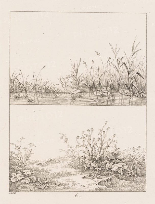 Bank with reeds and grass with thistles, Templates for Landscape Drawers, Examples for the landscape artist, print, Series number, 6, 20, printmaker: Max Josef Wagenbauer, 1823, paper, lithography, height 375 mm x width 290 mm, Part of a two-part series, the first part of which consists of a title print and twenty depictions of branches, leaves, trees and landscapes., plants and herbs: thistle, river bank, A detailed pencil drawing divided into two horizontal panels, the top panel showing a narrow water surface with ripples and reflections bordered by tall slender grasses and reeds, some with narrow leaves and upright stems, and floating broad lily pads; the lower panel depicting a grassy terrain with varied low vegetation, clusters of broad-leaved plants, leafy bushes with thin branching stems, tufts of grass, and small patches of bare earth, all framed by a thin rectangular border.
