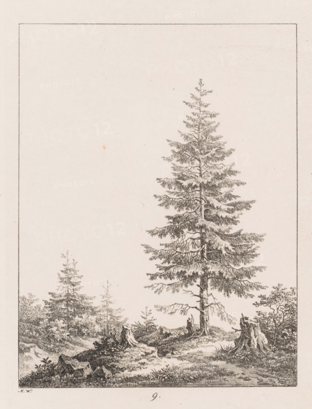 Pine tree between three tree stumps at a forest edge, Templates for Landscape Drawers, Examples for the landscape artist, print, Series number, 9, 20, printmaker: Max Josef Wagenbauer, 1823, paper, lithography, height 375 mm x width 290 mm, Part of a two-part series, the first part of which consists of a title print and twenty depictions of branches, leaves, trees, and landscapes., trees: pine, A detailed monochrome illustration of a tall evergreen tree standing prominently near the center-right, its dense layered branches and textured needles rendered with fine stippling and crosshatching; surrounding the main tree are smaller trees and saplings, low shrubs, patches of grass, rocks, and a couple of tree stumps with exposed roots, all framed by a thin rectangular border against a light, slightly speckled background.