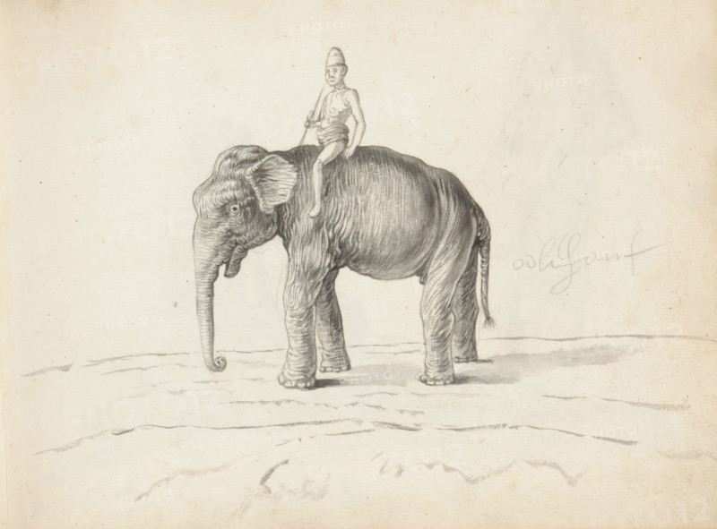 An elephant and a mahout, sketchbook page. In the center of the page, a tusksless elephant (aliya) is drawn, viewed from the side. On the left is the head with a hanging trunk and ears held flat back. It is a Sri Lankan elephant (Elephas maximus maximus). Sitting on top of the shoulders—without a saddle—with legs wide apart is an elephant leader (mahout or nayaka) holding a henduwa in his right hand, a stick with a metal hook not visible here. The man is dressed only in a loincloth and has a cap on his head. To the right of the drawing, a text was added in pencil (later, after 1671): oolifant. Sheet 43 from a sketchbook with 117 sheets., draftsman (artist): Esaias Boursse, Sri Lanka, 1662, draftsman (artist), South Asia, materials by function, paper, ink, brush, brush in gray, height 148 mm x width 196 mm, Asiatic races and peoples (SRILANKANS), 41D232, skirt (LUNGI), trunked animals: elephant (man and animal), overseas history, mahout, Colombo, Period, 1662 - 1670, A pencil drawing of...