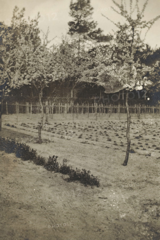 View of a field, photograph, photographer: circle of Cornelia Hendrika Jonker, 1910 - 1950, paper, gelatin silver print, developed gelatin silver print, height 51 mm x width 80 mm, trees, agriculture, A sepia-toned photograph of a garden area with rows of small plants in the foreground and a narrow bed of taller plants forming a low border. Two slender trees with thin trunks and sparse branches stand among the planted rows. Behind them a low wooden fence or trellis runs horizontally, with taller, densely leafed trees and foliage rising beyond it and filling the upper part of the image. The ground appears uneven and bare in places, showing patches of soil and faint tracks. The overall scene has a grainy, aged texture.