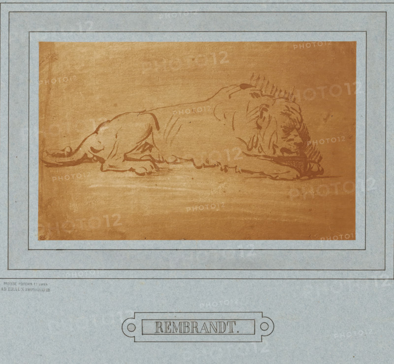 Photo reproduction of a drawing by Rembrandt (lion), photograph, photographer: Adolphe Braun & Cie., 1880 - 1900, pasteboard, paper, carbon print, paper on cardboard, height 145 mm x width 232 mm, beasts of prey, predatory animals: lion, A rectangular brown sheet with a simple sketch of a reclining lion rendered in darker brown lines is mounted on a light bluish-gray background that features multiple thin rectangular borders; the lion is drawn in profile with its head resting on its front paws, a mane indicated by short strokes, and visible contours of its body and legs, while the surrounding paper shows subtle texture and small spots.