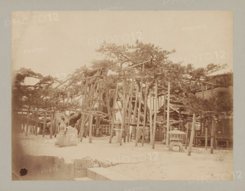 Sacred tree at Lake Biwa, Japan, photograph, Sacred tree next to which a Japanese woman stands on the left with a parasol., number: '12. Sacred tree at Lake Biwa.', c. 1895 - c. 1915, photographer, paper, pasteboard, albumen print, height 208 mm x width 272 mm, height 243 mm x width 329 mm, A faded sepia photograph showing a large sprawling tree with many low horizontal branches supported by a framework of wooden poles and beams, a stone lantern with a curved top standing in front of the support structure, a woman in traditional clothing seated beside a large rock near the tree, a dirt ground with scattered stones and steps in the foreground, portions of wooden fences and small shrine-like roofed structures visible among the supports, and an empty sky occupying the upper portion of the image.