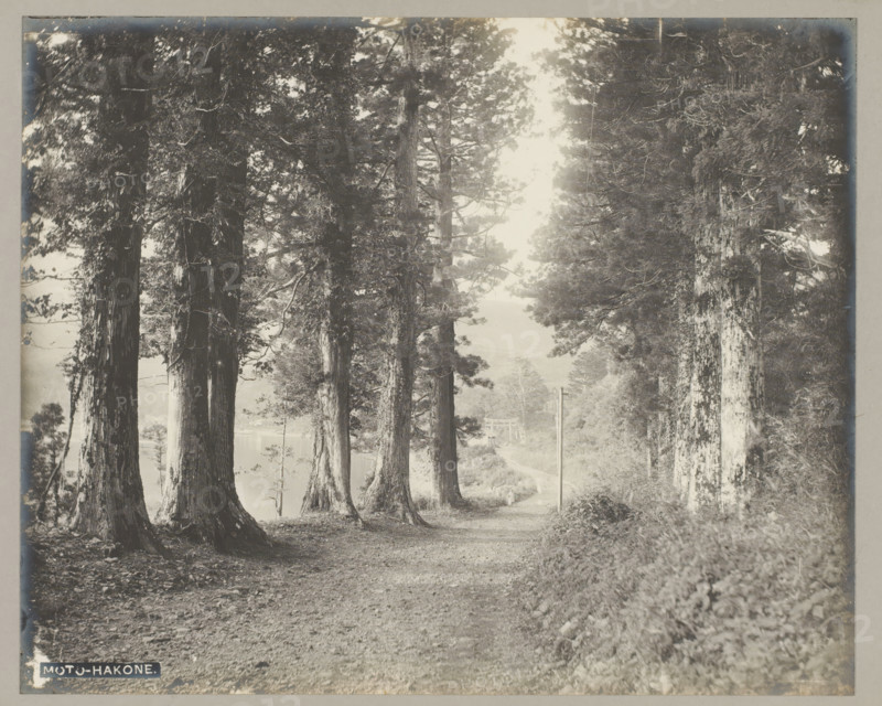 Moto-Hakone., Path between trees, Hakone, photograph, number: '22.', c. 1895 - c. 1915, photographer, paper, pasteboard, gelatin silver print, developing gelatin silver print, height 229 mm x width 282 mm, height 243 mm x width 329 mm, A black-and-white photograph showing a tree-lined dirt path receding into the distance between tall, straight trunks with textured bark and branches. Dense foliage frames the scene on both sides, with some undergrowth and low plants along the path edge. Light filters through the canopy creating bright areas beyond the trees, and a small gate-like wooden structure is visible along the path in the distance. The foreground shows leaf-covered ground and the bases of the large trees.