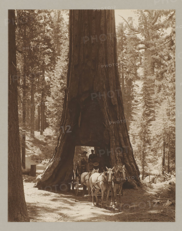 Carriage in passage under tree, Wawona, photograph, Bottom center says: 10165., annotation: '5. Wawona', c. 1895 - c. 1915, photographer, North America, California, paper, pasteboard, gelatin silver print, developing gelatin silver print, height 238 mm x width 187 mm, height 329 mm x width 243 mm, A tall, wide tree trunk with a large hollow at its base fills the center of the image, flanked by dense forest of other tall trees and undergrowth; inside the hollow a horse-drawn wagon is visible with two seated figures in hats, and four horses harnessed to the wagon stand in front of the tree on a dirt path with scattered light and shadow on the ground.