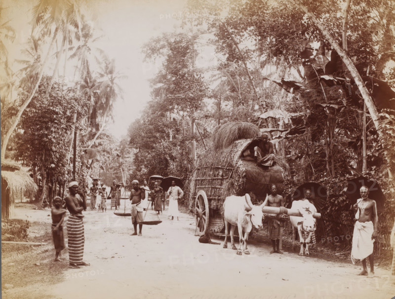 Street view in Galle, Sri Lanka, photograph, Street in the tropics, Galle ? Sri Lanka ?., caption: 'Galle Road', Galle, c. 1870 - c. 1900, photographer, South Asia, paper, albumen print, height 213 mm x width 274 mm, A dirt road lined with tall trees and large leafy plants runs through the scene, with a covered wooden cart piled high with hay or thatch hitched to a pair of oxen near the right side, a man seated atop the cart, and several men standing or walking nearby, some carrying shoulder poles with suspended baskets, others holding umbrellas, and a few wearing wrapped cloths around their waists; a small child stands beside a woman on the left, and dense tropical foliage and palm trees fill the background.
