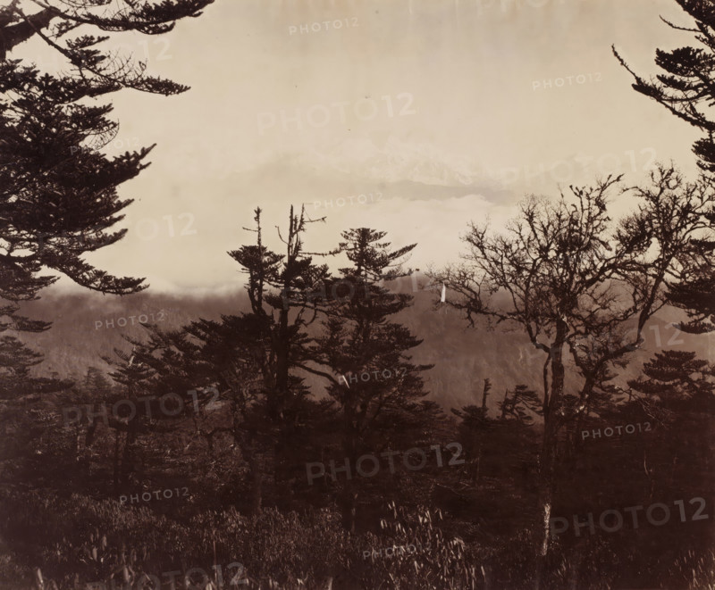 Landscape with pine trees and snow-covered mountains in the background, photograph, Landscape with pine trees and snow-covered mountains in the background., inscription: 'B', c. 1880 - c. 1900, photographer, paper, albumen print, height 231 mm x width 288 mm, A sepia-toned landscape showing the silhouettes of tall, gnarled trees and branches in the foreground against a pale, misty sky, with layered tree canopies and sparse foliage creating intricate, dark outlines and a low, shadowed undergrowth beneath.