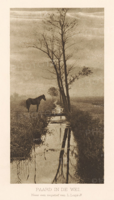 Horse in a meadow, Horse in the meadow, page, photomechanical print, photographer: L. Lorjé jr., Netherlands, cliché maker: anonymous, c. 1900 - in or before 1905, paper, photoaquatint, height 160 mm x width 85 mm, meadow, pasture, horse, trees, small canal, ditch, A narrow vertical scene showing a calm, sepia-toned landscape with a shallow stream running from the foreground toward the background, tall slender trees with bare branches standing beside the stream, the trees and some reeds reflected in the water, a dark horse standing on the grassy bank to the left of the stream, low vegetation and marshy grasses flanking the water, and a soft, textured sky above.