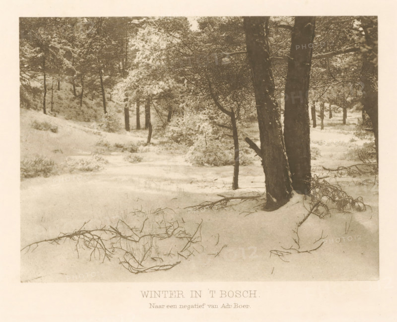 Winter in 't Bosch, Forest view with snow, page, photomechanical print, photographer: Adriaan Boer, Netherlands, cliché maker: anonymous, c. 1900 - in or before 1905, Adriaan Boer, photographer, cliché maker, paper, photoaquatint, height 112 mm x width 151 mm, forest, wood, snow, A sepia-toned scene of a snowy forest with tall tree trunks in the foreground and background, branches dusted with snow, low shrubs and fallen twigs scattered across the snow-covered ground, a gentle slope receding into a stand of more distant trees, and a pale border surrounding the image.