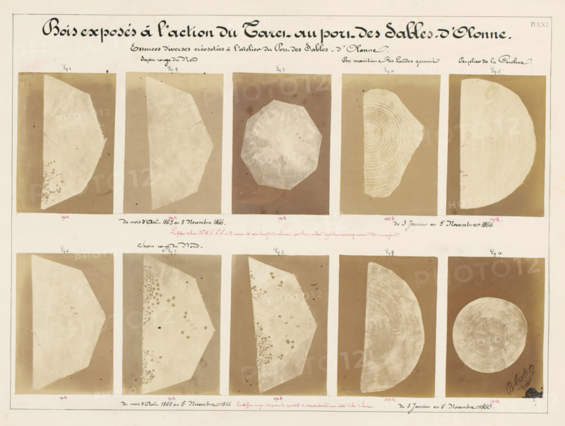 Ten pieces of wood affected by worms, from the port of Les Sables-d'Olonne, France, Bois exposés à l'action du Taret au port des Sables-d'Olonne, photograph, number: 'Pl. XXI.', annotation: 'Essences diverses créosotées à l'atelier du Port des Sables-d'Olonne., 5 Novembre 1866.', signature: 'B. Crolet', photographer: B. Crolet (possibly), in or before 1867, B. Crolet, photographer, paper, pasteboard, albumen print, albumendruk, height 332 mm x width 441 mm, wood, timber, building material, worms, A large sheet with a rectangular grid of photographic prints showing cross sections and angled slices of tree trunks and wood pieces in light beige against darker brown rectangular backgrounds, arranged in rows and columns with thin white borders between them, the wood pieces displaying visible growth rings, radial patterns, rounded and polygonal shapes, some with irregular edges and surface blemishes or spots, and one circular disk in the lower right, all mounted on a cream-colored paper with...