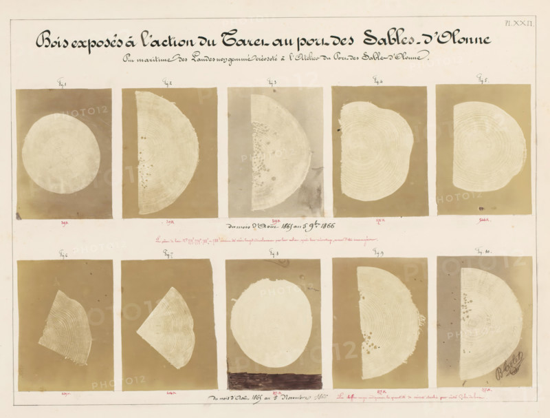 Bois exposés à l'action du Taret au port des Sables-d'Olonne, Ten pieces of wood affected by worms, from the port of Les Sables-d'Olonne, France, photograph, signature: 'B. Crolet', number: 'Pl. XXII.', annotation: 'Pin maritime des Landes no..gemmé créosoté à l'Atelier du Port des Sables-d'Olonne., mètre Cube de bois.', photographer: B. Crolet (possibly), in or before 1867, B. Crolet, photographer, paper, pasteboard, albumen print, albumendruk, height 332 mm x width 441 mm, wood, timber, building material, worms, A rectangular sheet with a pale background containing rows of rectangular panels, each panel showing cross-sections or partial cross-sections of tree trunks rendered in light beige against darker beige or brown rectangular backdrops, with visible growth rings and some panels showing irregular edges or small dark spots, a large decorative cursive title across the top, small handwritten labels above many panels, and a narrow border around the sheet.