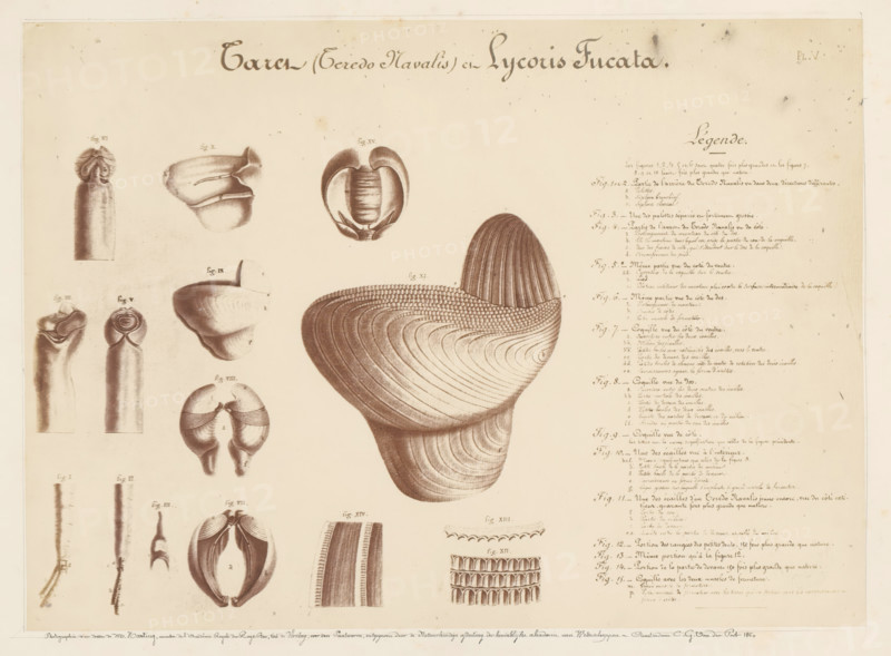 Photo reproduction of drawings of the worms Teredo Navalis and Lycoris Fucata by Pieter Harting, photograph, reproduction, signature: 'B. Crolet', annotation: 'Photographie d'un dessin de Mr Harting, Membre de l'Académie Royale des Pays-Bas, tiré de Verslag, over den Paalworm, Published by the Physics Department of the Royal Academy of Sciences, Amsterdam. CG van der Post. 1860.', photographer: B. Crolet (possibly), France, after design by Pieter Harting, in or before 1867, paper, pasteboard, albumen print, albumendruk, height 332 mm x width 441 mm, drawing, sketch, worms, A large antique illustration on a pale background shows multiple detailed monochrome drawings of shell-like and tubular anatomical forms arranged across the page, with a prominent large ridged, curved, layered shell structure near the center-right and smaller segmented, rounded, and tubular components distributed to the left and bottom; the drawings display fine line shading and stippling to indicate texture and curv...
