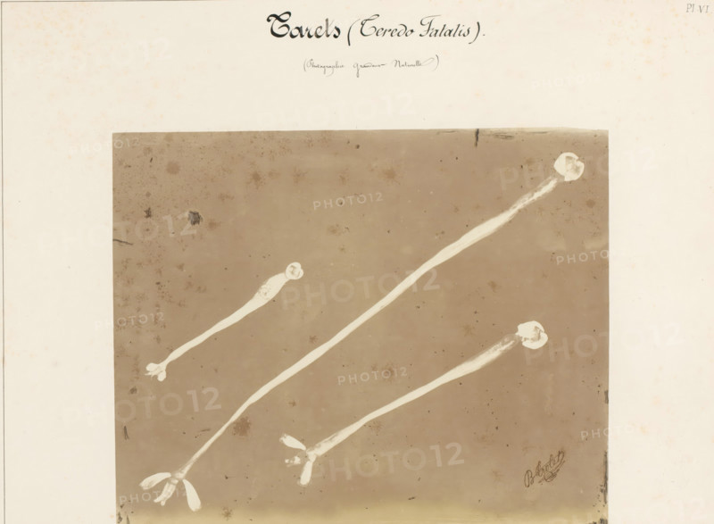 Three borers, Tarets (Teredo Fatalis), photograph, signature: 'B. Crolet', number: 'Pl. VI.', inscription: '(Photographie grandeur Naturelle)', photographer: B. Crolet (possibly), France, in or before 1867, paper, pasteboard, albumen print, albumendruk, height 332 mm x width 441 mm, worms, A faded beige page with a large rectangular darker panel centered on it showing four elongated pale shapes diagonally placed from lower left toward upper right, each ending in a round lighter tip or small cluster of rounded forms, the background of the darker panel showing scattered faint speckles and smudges, with the surrounding margin appearing lighter and slightly spotted.