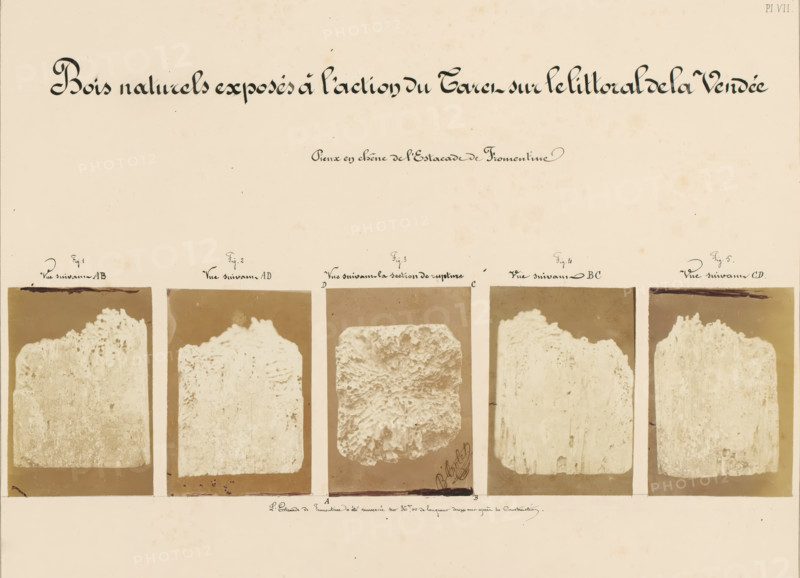 Bois naturels exposés à l'action du Taret sur le littoral de la Vendée, Five pieces of wood affected by worms, taken from the coastline in Fromentine, France, photograph, annotation: 'Pieux en chêne de l'Estade de Fromentine, la Construction.', number: 'Pl. VII.', signature: 'B. Crolet', photographer: B. Crolet (possibly), in or before 1867, paper, pasteboard, albumen print, albumendruk, height 332 mm x width 441 mm, wood, timber, building material, worms, A large pale sheet with an ornate dark title across the top and a row of five rectangular sepia-toned photographic panels along the lower half, each panel showing a vertical irregular textured block with rough tops and eroded surfaces, the central panel displaying a more rounded, porous piece, faint handwritten marks near the bottoms of two panels, and a wide empty margin below the photographs.