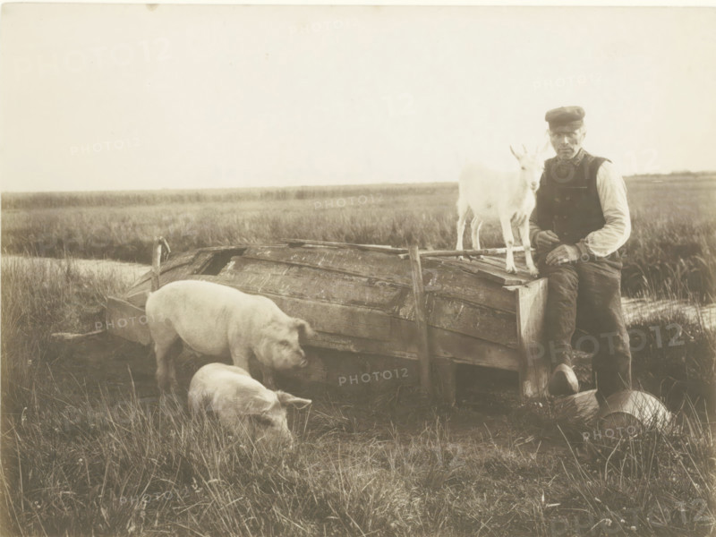 Bij het Naardermeer Schweine, und ihr Hüter, Pig herder bij het Naardermeer, photograph, signature: 'foto R Tepe', annotation: 'Bij het Naardermeer Schweine ... und ihr Hüter', photographer: Richard Tepe, Netherlands, 1906-08, paper, gelatin silver print, developing gelatin silver print, height 165 mm x width 221 mm, herding, herdsman, herdswoman, shepherd, shepherdess, cowherd, pig, A sepia-toned outdoor scene shows a man sitting on the edge of an upturned wooden boat in a grassy marsh; he wears a cap, a long-sleeved shirt, and a dark vest, and his hands rest near his lap while his gaze is toward the camera. A light-colored goat stands on the boat beside him, facing forward with upright ears. Several light-colored pigs are in the foreground near the boat, some standing and one lying down while they root in the grass. The background is a flat expanse of tall grasses and open sky.
