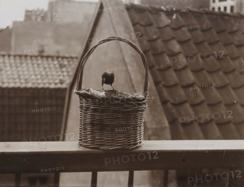 Sparrows on a Balcony, Sparrow on City Balcony, photograph, photographer: attributed to Richard Tepe, Netherlands, 1900 - 1930, Attributed to, paper, pasteboard, daylight collodion silver print, height 86 mm x width 118 mm, song birds: sparrow, A woven wicker basket with a curved handle sits on a wooden ledge, and a small bird stands on the basket's rim pecking at some scattered material inside; behind them are blurred rooftops with overlapping tiles and geometric rooflines visible in a muted monochrome tonality.