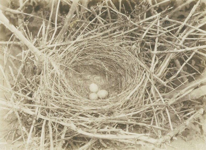 Crow's nest with eggs, photograph, inscription, photographer: Richard Tepe, Netherlands, 1912, Richard Tepe, photographer, paper, baryta paper, gelatin silver print, developing gelatin silver print, height 170 mm x width 233 mm, nesting-box, A circular nest made of woven twigs and grasses sits among a tangle of larger sticks, with a shallow, lined interior holding several small speckled eggs.