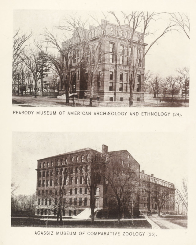 Peabody Museum of American Archeology and ethnology, Agassiz Museum of Comparative Zoology, page, photomechanical print, number: '(24) (25)', Cambridge (MA), c. 1881 - in or before 1886, North America, Massachusetts, paper, collotype, photoprint, height 168 mm x width 126 mm, Prints opposite page 44., permanent exhibition, museum, facade (of house or building), Harvard College, Museum of Comparative Zoology, Peabody Museum of Archeology and Ethnology, The image shows two sepia-toned photographs of large multi-story brick buildings set within leafless trees and open grounds; the upper photograph depicts a rectangular building with tall windows, decorative cornices, and a corner entrance surrounded by bare trees and a low fence, while the lower photograph shows a larger elongated brick building with many windows, steps leading to an entrance, a paved walkway, and scattered bare trees in the foreground and background.