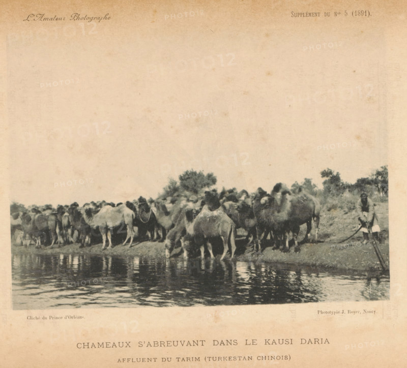 Chameaux s'abreuvant dans le Kausi Daria affluent du Tarim (Turkestan Chinois), Camels along the banks of the Tarim, page, photomechanical print, photographer: Prince d' Orléans, Turkestan, cliché maker: Jules Royer, Nancy, c. 1886 - in or before 1891, Prince d' Orléans, Jules Royer, photographer, cliché maker, Central Asia, paper, collotype, photoprint, height 106 mm x width 145 mm, river, hoofed animals: camel, Tarim, A sepia-toned photograph shows a group of camels gathered along a riverbank with several camels drinking from the water while others stand or sit nearby, their humps and heads forming a dense line; a person stands at the edge of the group holding a rope attached to one camel; trees and low vegetation appear behind the herd, and rippling reflections of the animals are visible on the river surface.