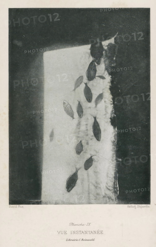 Vue Instantanée, Pisces, page, photomechanical print, inscription: 'Librairie C. Reinwald', number: 'Planche IX', photographer: David, France, cliché maker: Dujardin, c. 1890 - in or before 1900, paper, photoaquatint, height 145 mm x width 105 mm, fishes, A vertical, grayscale photograph showing a rectangular light area against a darker surrounding; within the light area a group of small, dark, fish-shaped objects are scattered in a roughly diagonal arrangement, some overlapping a textured, foamy edge on one side where the light meets a darker band; the image has a wide pale margin around it.
