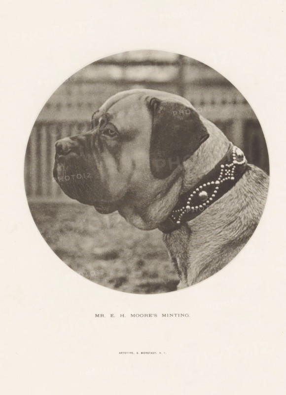Mr. EH Moore's Minting, Bulldog, page, photomechanical print, cliché maker: Edward Bierstadt, New York (city), c. 1883 - in or before 1888, Edward Bierstadt, photographer, cliché maker, North America, paper, collotype, photoprint, height 127 mm x width 128 mm, Print opposite title page, behind semi-transparent cover., dog (with NAME of kind), A sepia-toned circular photograph of a large dog shown in profile facing left, with a broad head, drooping jowls, and a short coat; the dog wears a wide decorative collar studded with round elements, and the background inside the circle shows a blurred fence and ground.