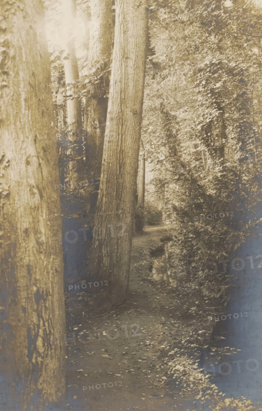 A path between trees, Le Rieu d'Amour, photograph, page, photographer: Coppin-Goisse, c. 1904 - in or before 1909, Coppin-Goisse, photographer, paper, gelatin silver print, developing gelatin silver print, height 127 mm x width 84 mm, forest path or lane, trees, Beloeil, A sepia-toned photograph mounted on brown textured paper shows a close view of tree trunks and branches lying horizontally across a natural ground covered in leaves and grass, with areas of light and shadow creating contrast on the bark and foliage; a narrow white border surrounds the photograph and a double-lined gray decorative frame sits on the brown paper around it.